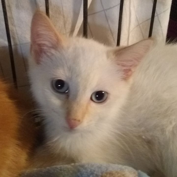 Tazz - Playful Flamepoint Siamese, brother of Razz and Honey 3