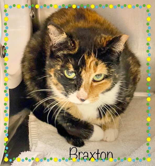 BRAXTON (R), an adopted Domestic Short Hair & Tortoiseshell Mix in Marietta, GA_image-2