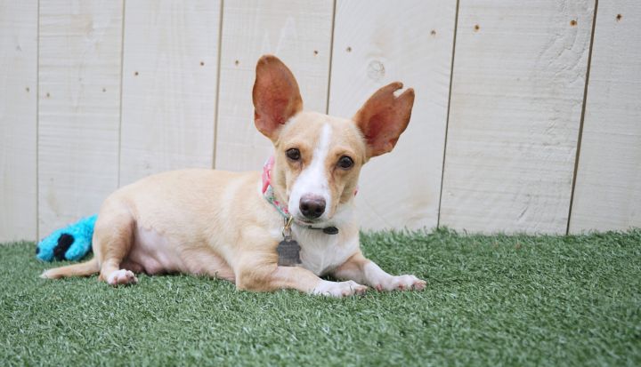 Danna, an adopted Chihuahua Mix in Encinitas, CA_image-3