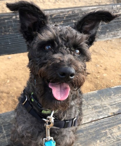 Spike, an adopted Schnauzer Mix in Encinitas, CA_image-1