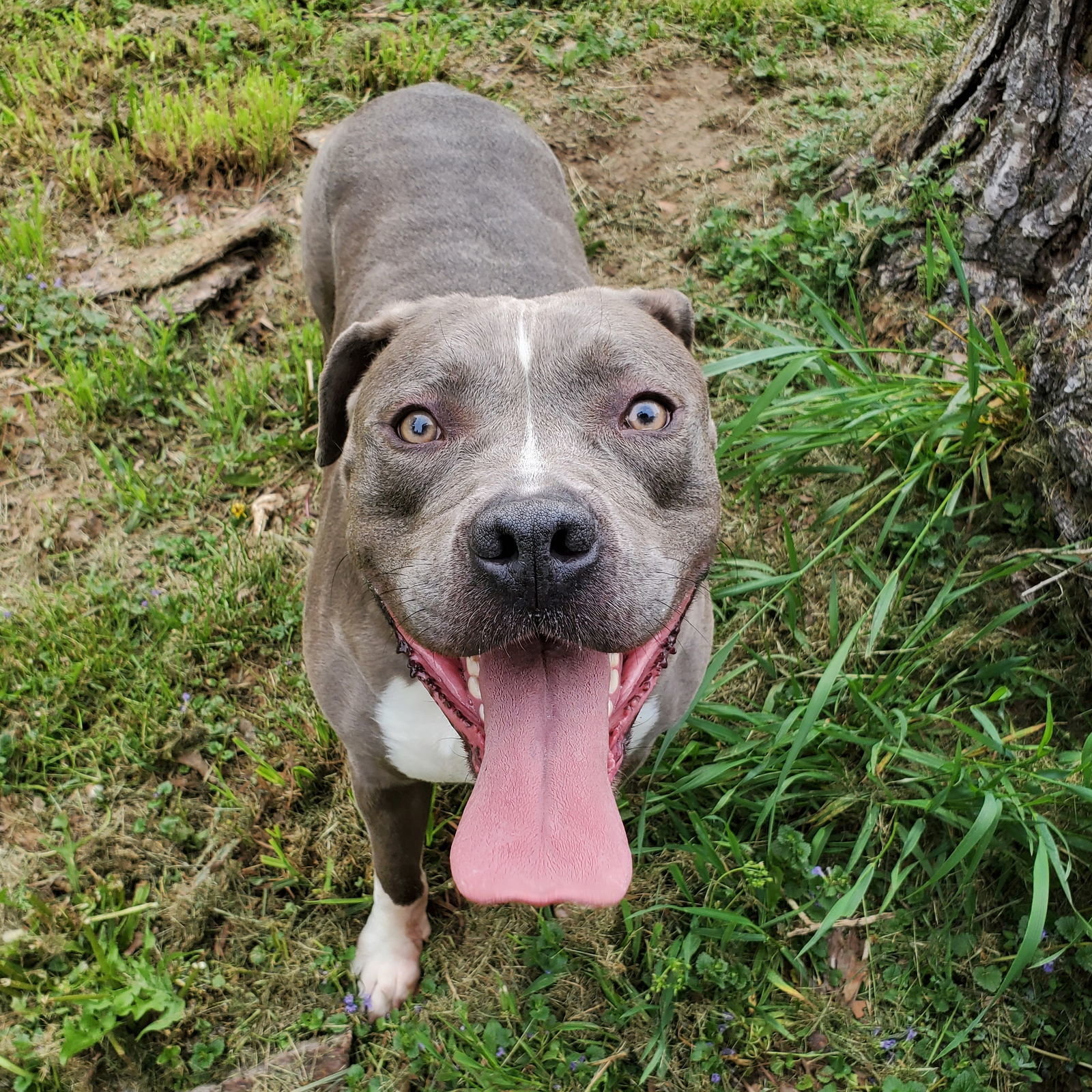 Gnocchi, an adoptable Pit Bull Terrier, Staffordshire Bull Terrier in Frankenmuth, MI, 48734 | Photo Image 1