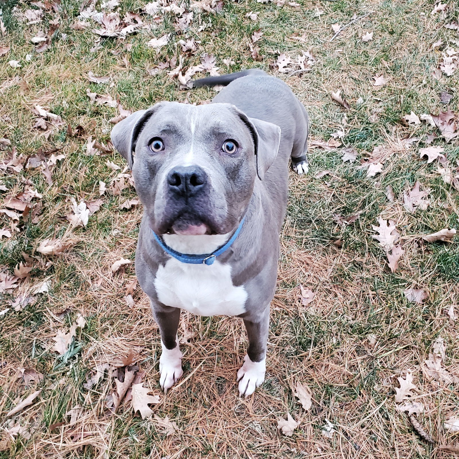 Gnocchi, an adoptable Pit Bull Terrier, Staffordshire Bull Terrier in Frankenmuth, MI, 48734 | Photo Image 2