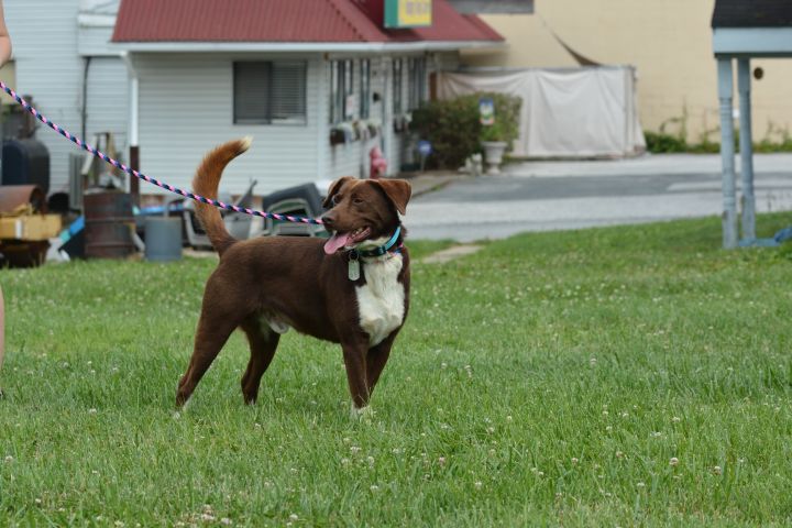 Oscar, an adopted Labrador Retriever Mix in Ellicott City, MD_image-2