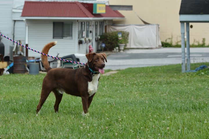 Oscar, an adopted Labrador Retriever Mix in Ellicott City, MD_image-3