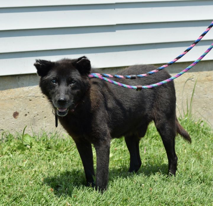 Stanley, an adopted Shepherd Mix in Ellicott City, MD_image-2