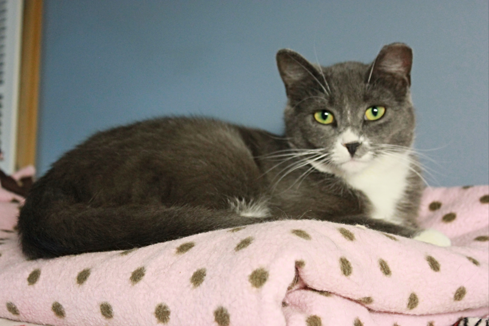 Lily, an adoptable Domestic Short Hair in New Richmond, WI, 54017 | Photo Image 2