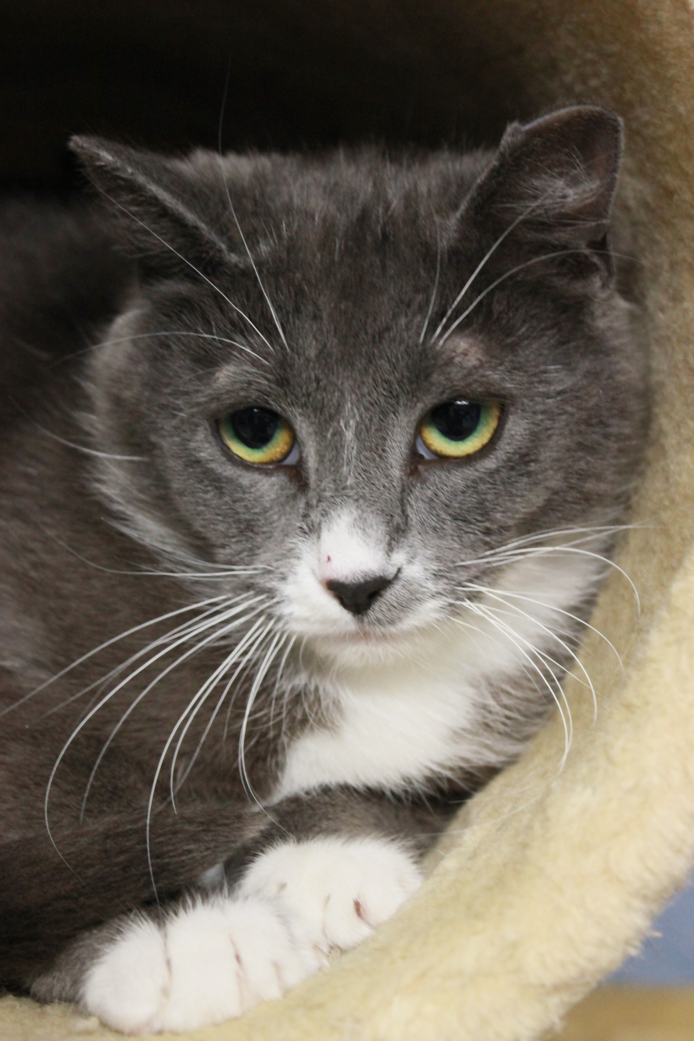 Lily, an adoptable Domestic Short Hair in New Richmond, WI, 54017 | Photo Image 3
