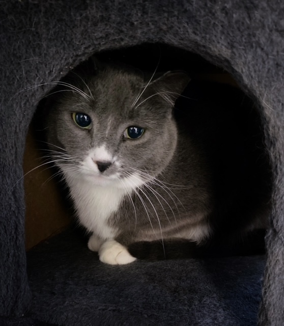 Lily, an adoptable Domestic Short Hair in New Richmond, WI, 54017 | Photo Image 1
