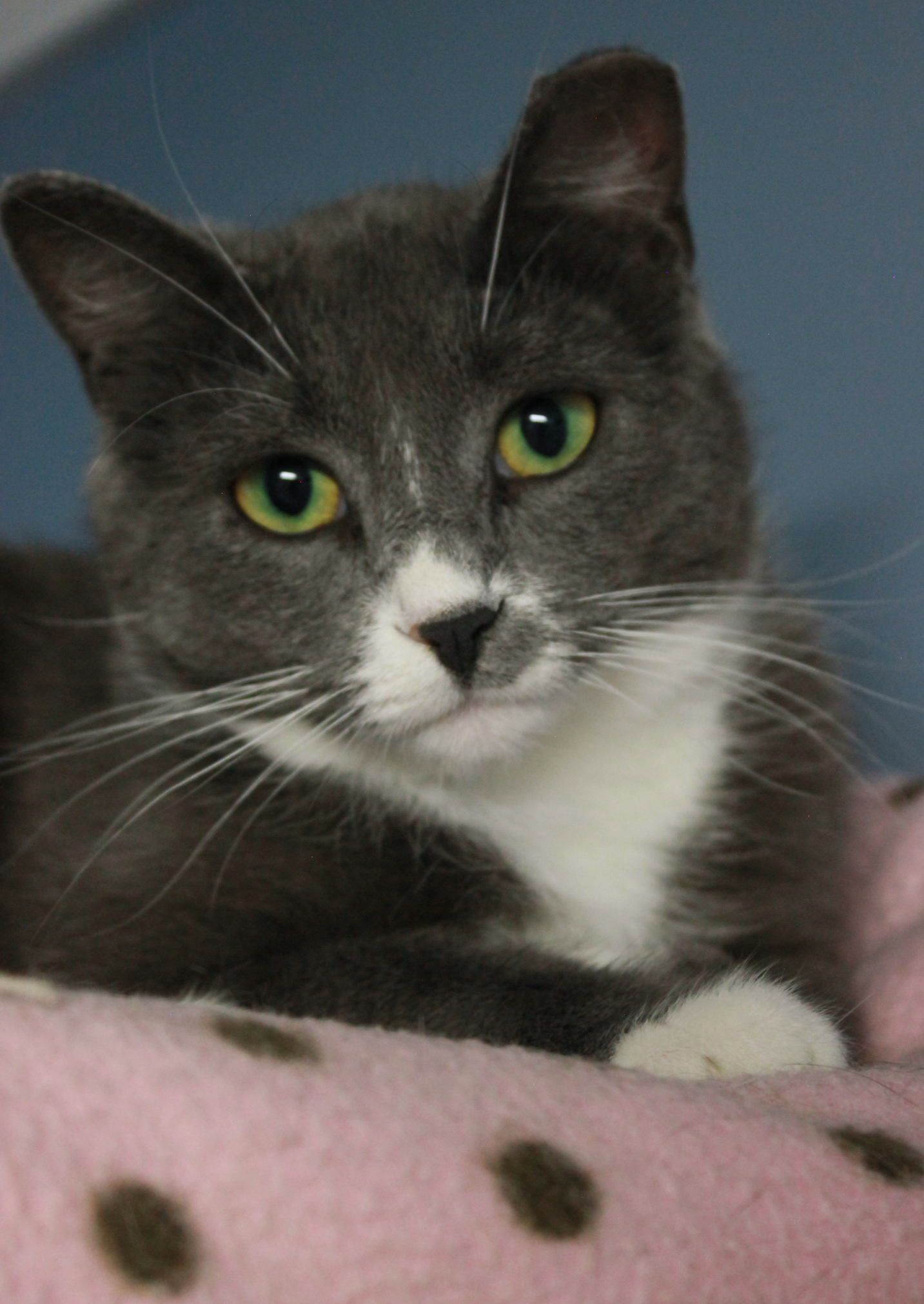 Lily, an adoptable Domestic Short Hair in New Richmond, WI, 54017 | Photo Image 5