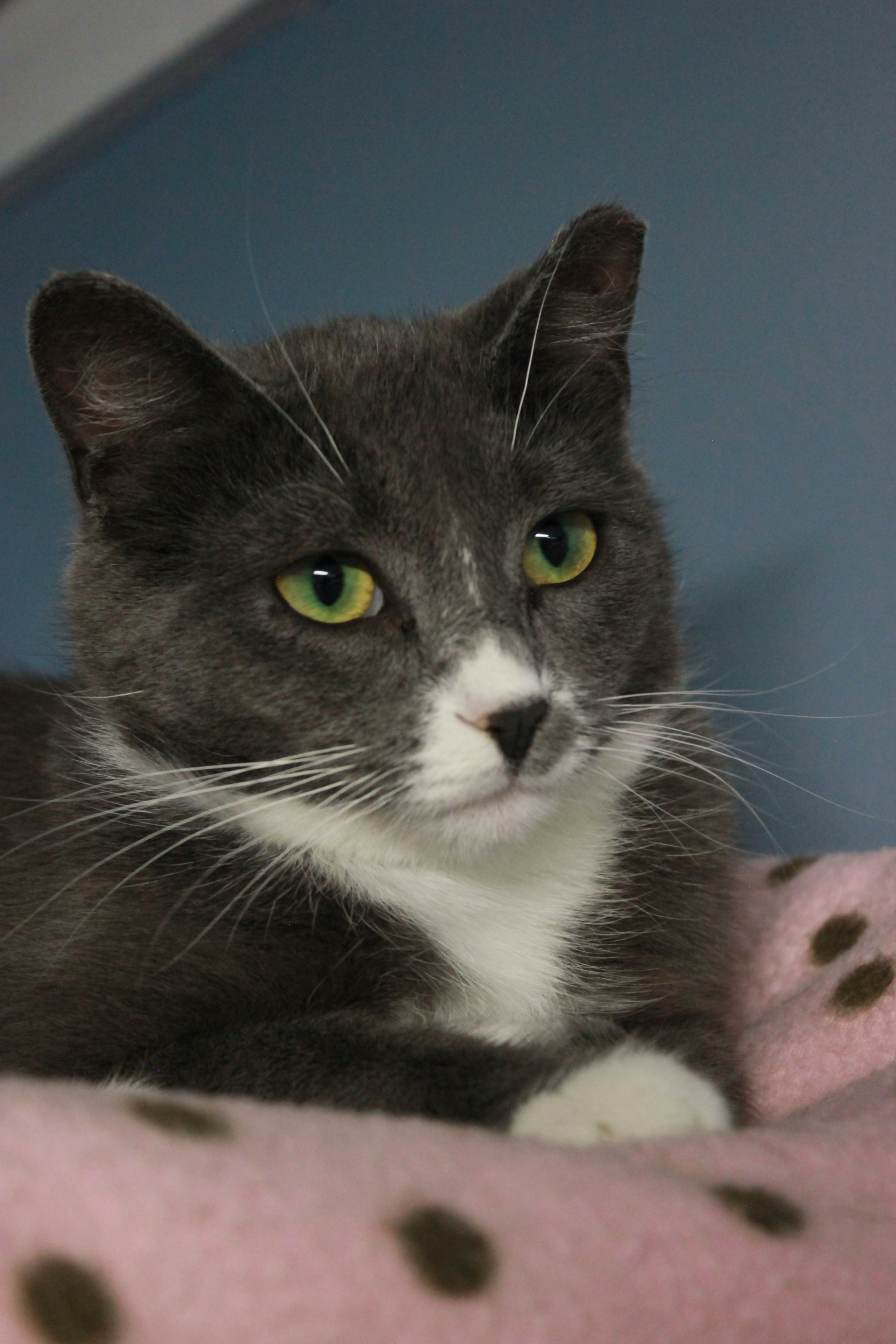 Lily, an adoptable Domestic Short Hair in New Richmond, WI, 54017 | Photo Image 6