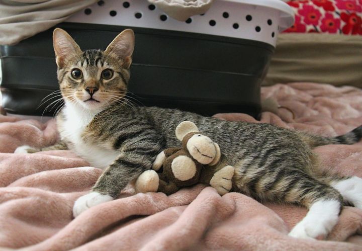 Bootsie, an adopted Domestic Short Hair & Tabby Mix in Sherman Oaks, CA_image-2