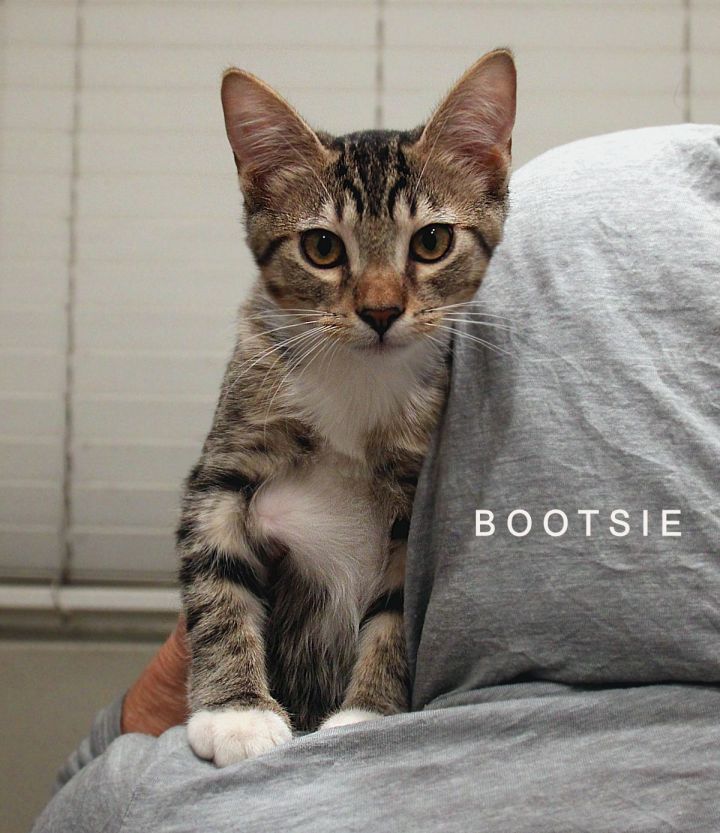 Bootsie, an adopted Domestic Short Hair & Tabby Mix in Sherman Oaks, CA_image-5