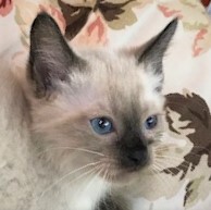 Dainty Elegant Cuddly Affectionate Curious 12 Week Old Seal Point Siamese Girl detail page