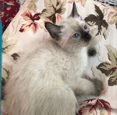 DAINTY - Elegant, Cuddly, Affectionate, Curious, 12-Week-Old, Seal Point Siamese Girl! 2