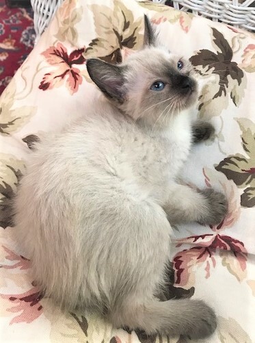 DAINTY - Elegant, Cuddly, Affectionate, Curious, 12-Week-Old, Seal Point Siamese Girl! 3