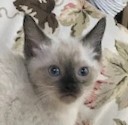 DAINTY - Elegant, Cuddly, Affectionate, Curious, 12-Week-Old, Seal Point Siamese Girl! 4