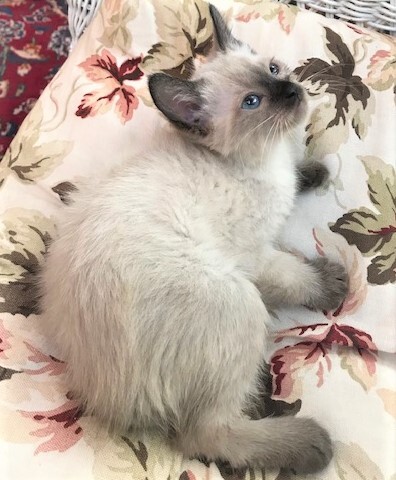 DAINTY - Elegant, Cuddly, Affectionate, Curious, 12-Week-Old, Seal Point Siamese Girl! 5