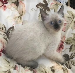 DAINTY - Elegant, Cuddly, Affectionate, Curious, 12-Week-Old, Seal Point Siamese Girl! 6