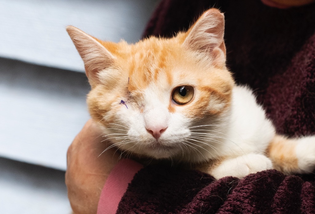 Anna (Sponsored!), an adoptable Domestic Short Hair in Pittsboro, NC, 27312 | Photo Image 1