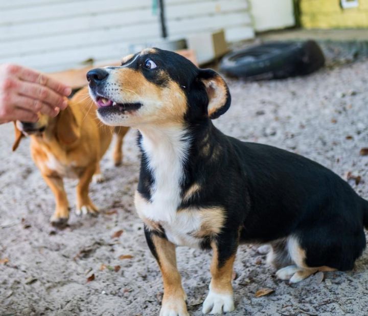Simon, an adoptable Basset Hound & German Shepherd Dog Mix in Fulton, TX_image-1