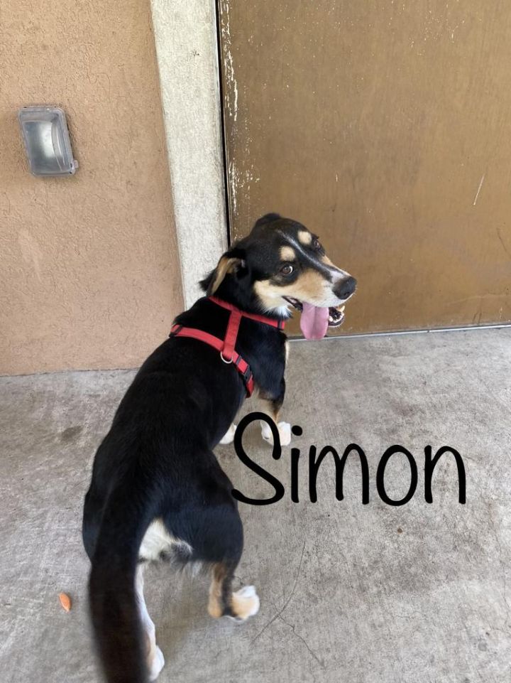 Simon 2