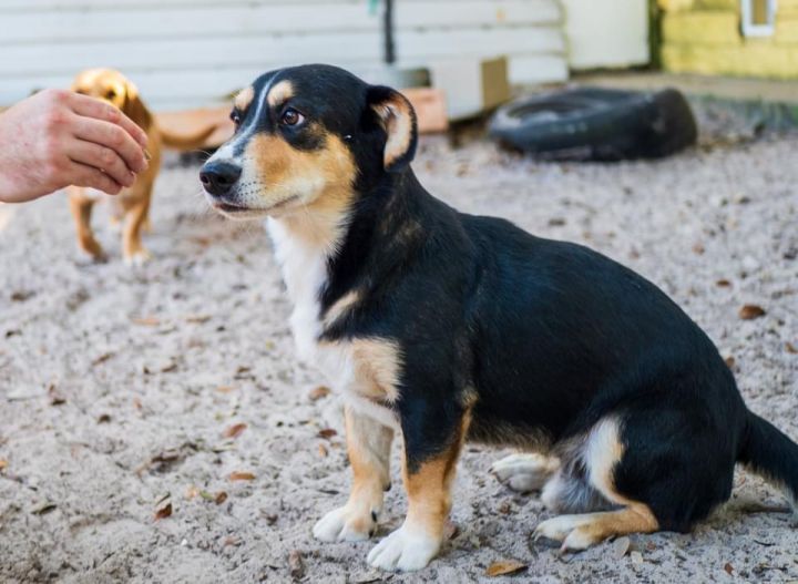 Simon, an adoptable Basset Hound & German Shepherd Dog Mix in Fulton, TX_image-3
