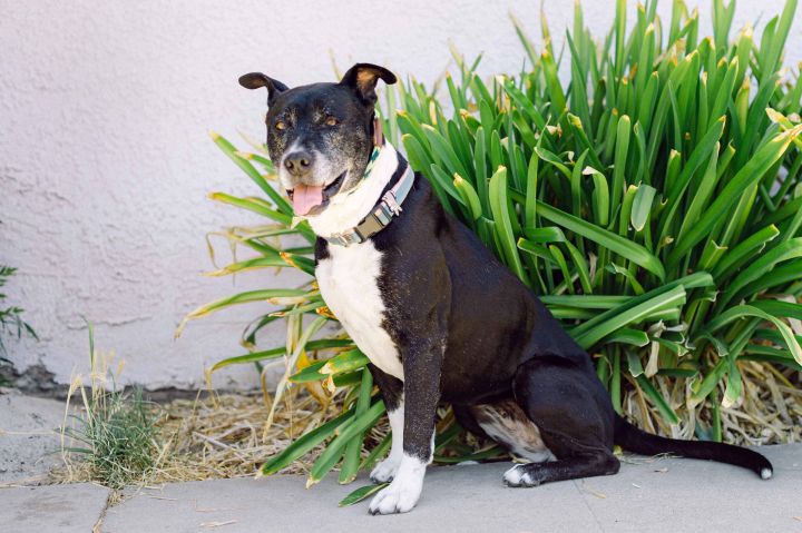 Molly, an adoptable Pit Bull Terrier & Labrador Retriever Mix in Woodland Hills, CA_image-1
