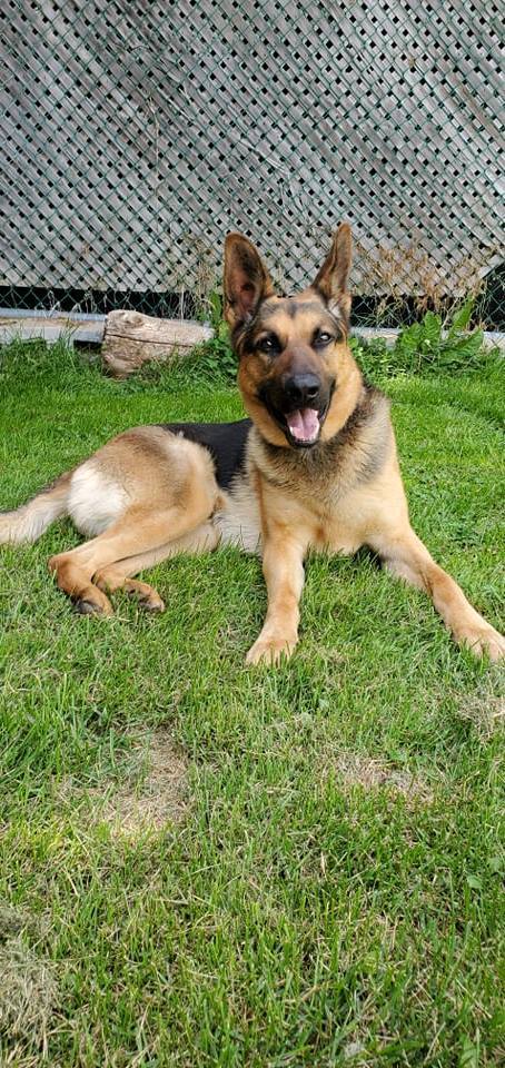 Dog For Adoption Kanye A German Shepherd Dog In Scarborough On Petfinder