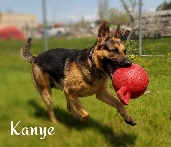 Dog For Adoption Kanye A German Shepherd Dog In Scarborough On Petfinder