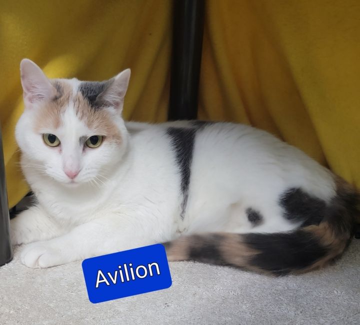 Avilion, an adoptable Domestic Short Hair & Calico Mix in Jessup, MD_image-3
