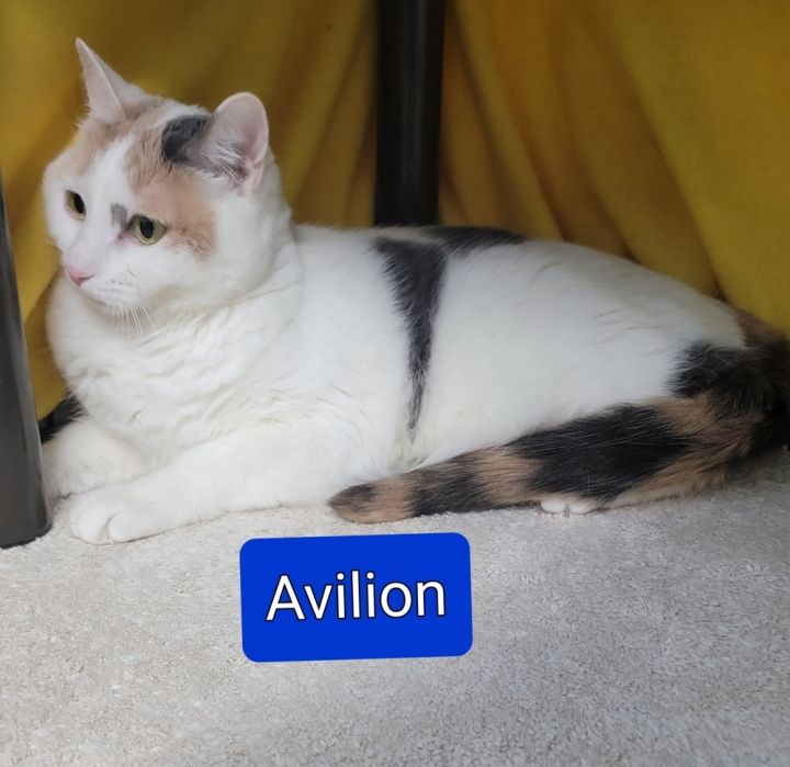 Avilion, an adoptable Domestic Short Hair & Calico Mix in Jessup, MD_image-4