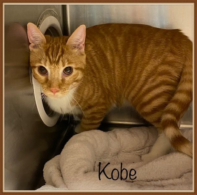 KOBE, an adopted Domestic Short Hair Mix in Marietta, GA_image-3