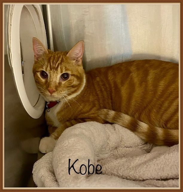 KOBE, an adopted Domestic Short Hair Mix in Marietta, GA_image-4