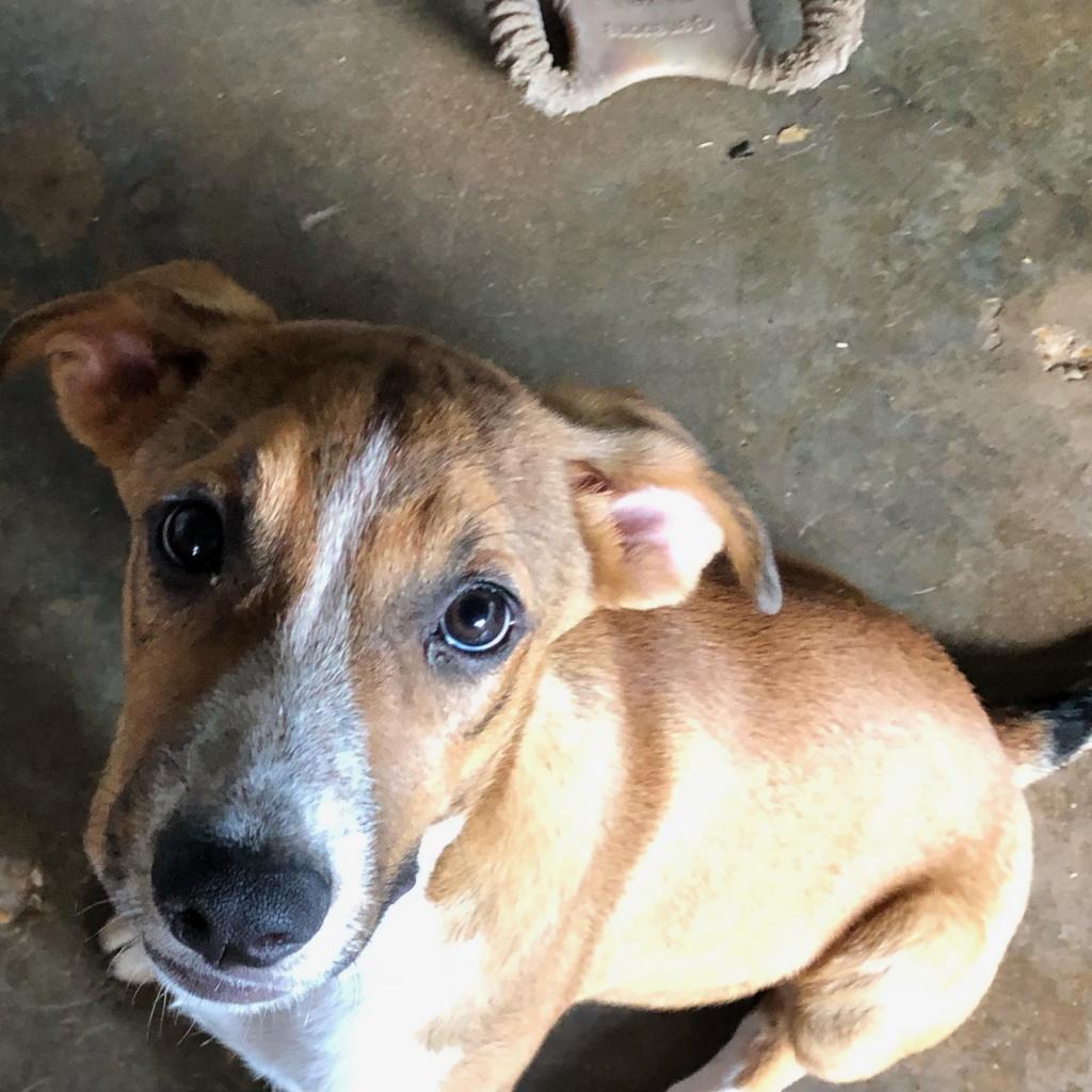 Lucky, an adoptable Mixed Breed in Dallas, TX, 75201 | Photo Image 1