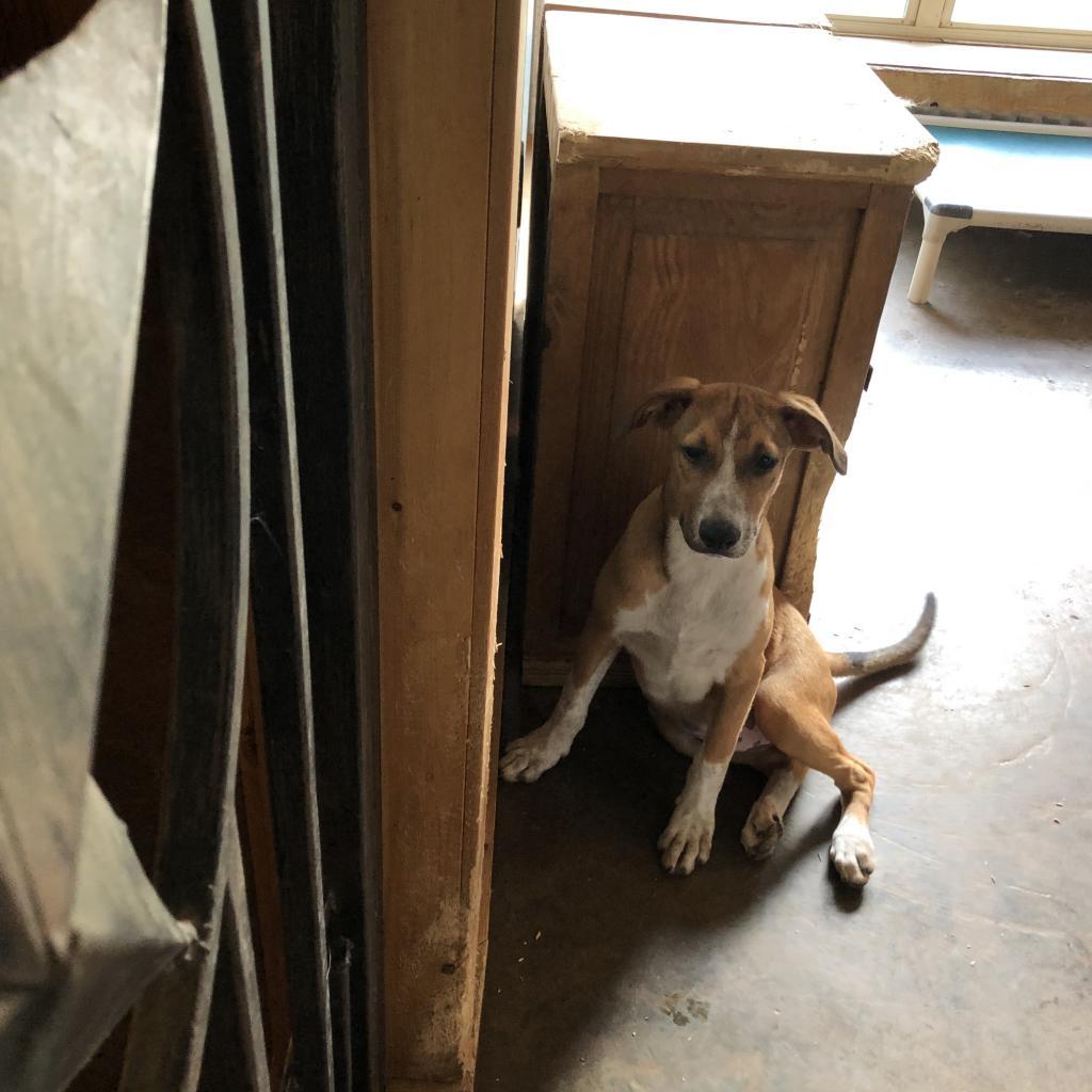 Lucky, an adoptable Mixed Breed in Dallas, TX, 75201 | Photo Image 2