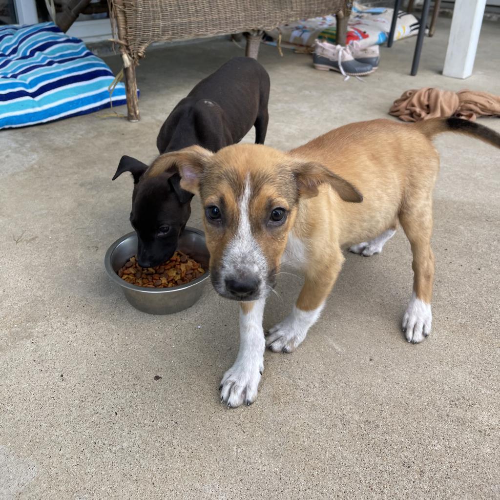 Lucky, an adoptable Mixed Breed in Dallas, TX, 75201 | Photo Image 3