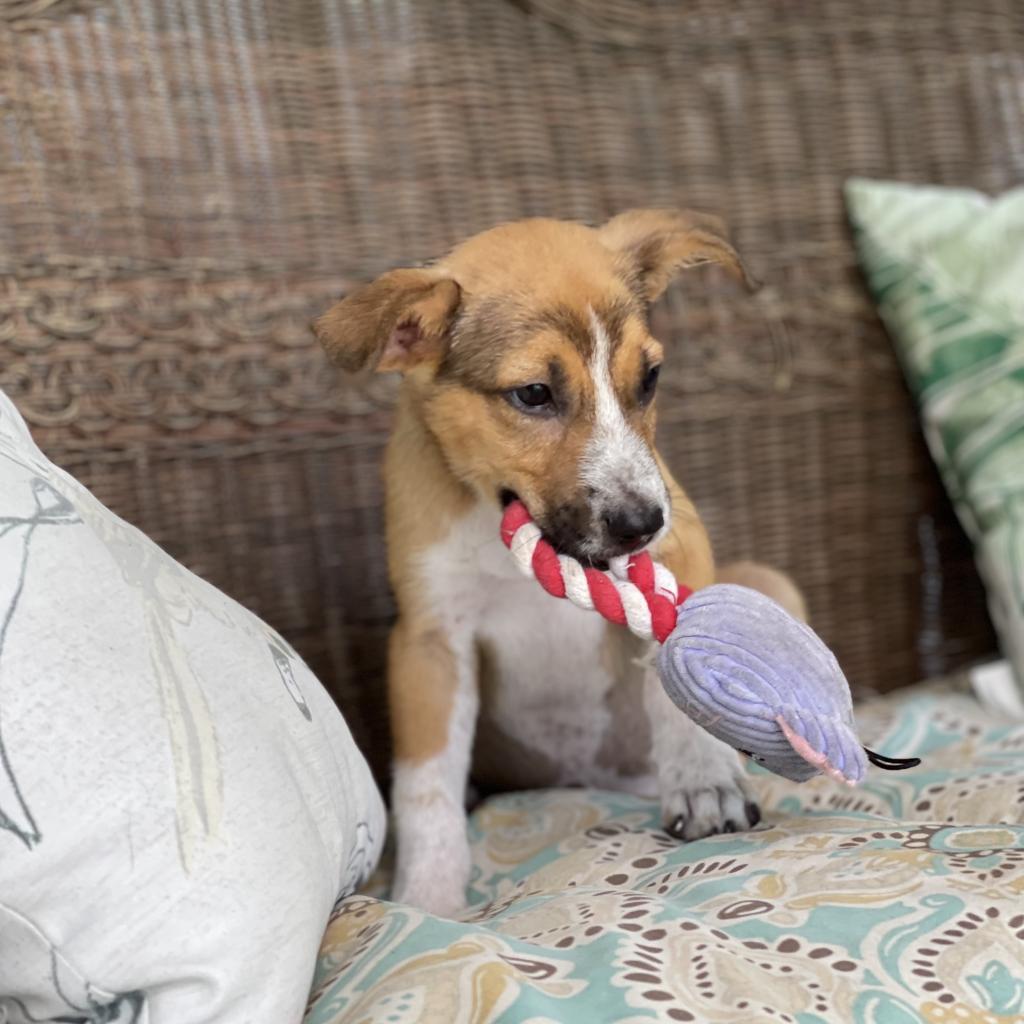 Lucky, an adoptable Mixed Breed in Dallas, TX, 75201 | Photo Image 4