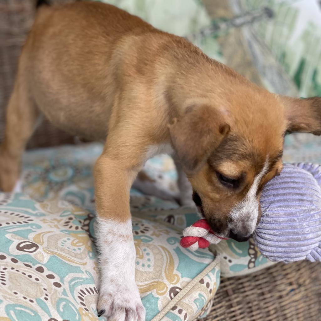 Lucky, an adoptable Mixed Breed in Dallas, TX, 75201 | Photo Image 5