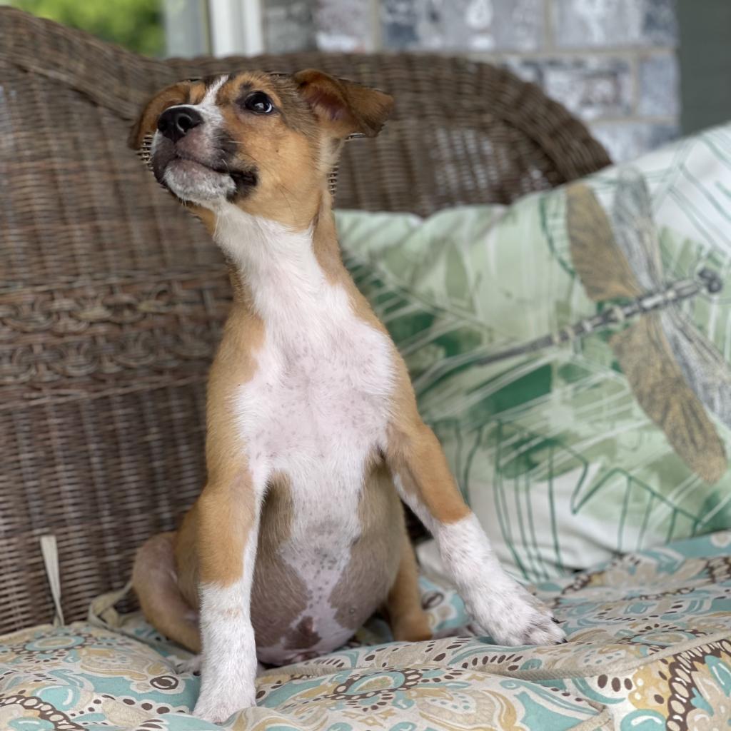 Lucky, an adoptable Mixed Breed in Dallas, TX, 75201 | Photo Image 6