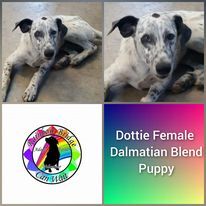 Dottie, an adoptable Dalmatian in Carnegie, OK, 73015 | Photo Image 1