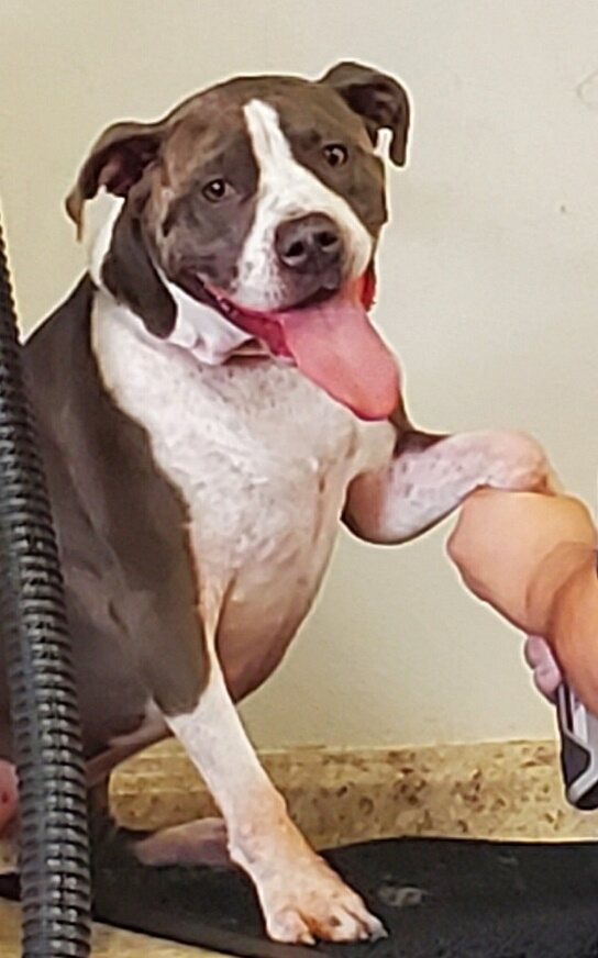 Baylee, an adoptable Staffordshire Bull Terrier in Bullhead City, AZ, 86442 | Photo Image 3