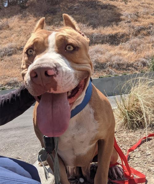 I1352377, an adoptable Pit Bull Terrier in Pomona, CA, 91766 | Photo Image 1