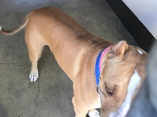 I1352377, an adoptable Pit Bull Terrier in Pomona, CA, 91766 | Photo Image 2