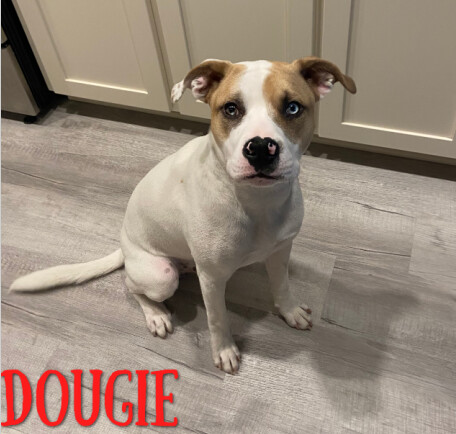 Dougie 2