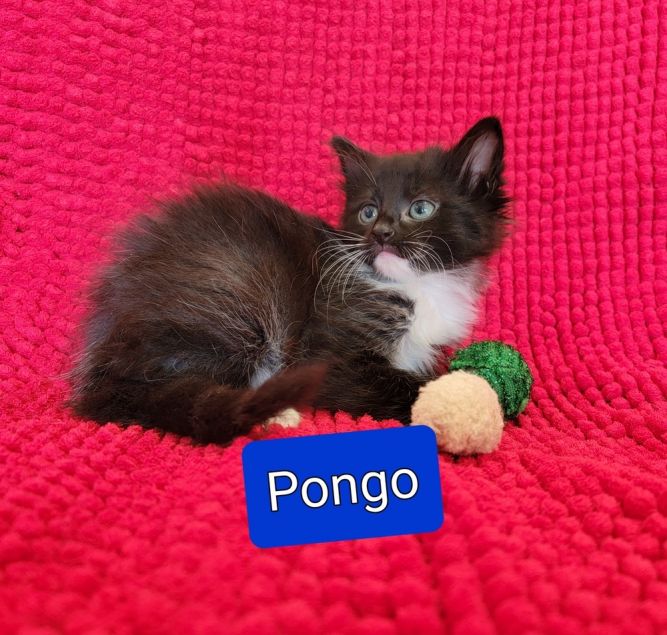 Rescued kittens - Pongo