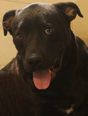 Buck, an adoptable Labrador Retriever in Savannah, MO, 64485 | Photo Image 1