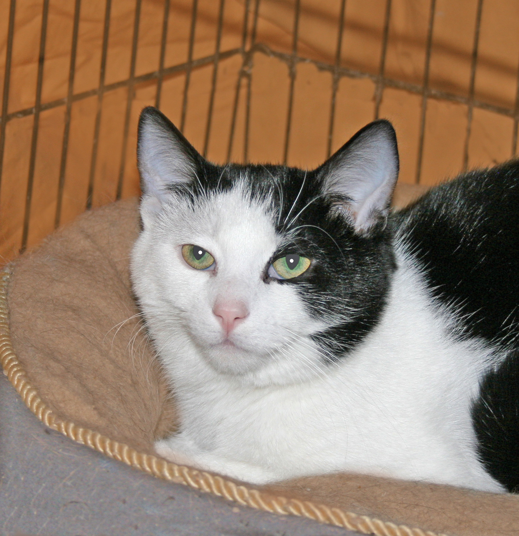 Jolly Roger, an adoptable Domestic Short Hair, Tuxedo in Victoria, MN, 55386 | Photo Image 2