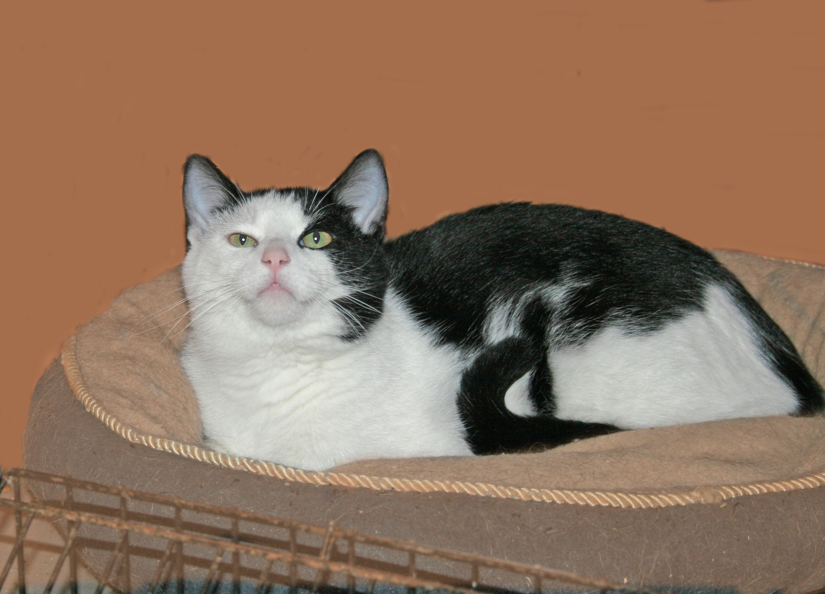 Jolly Roger, an adoptable Domestic Short Hair, Tuxedo in Victoria, MN, 55386 | Photo Image 3
