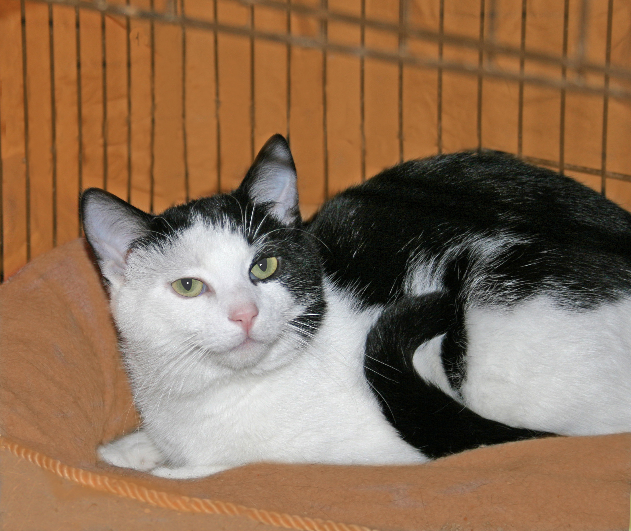 Jolly Roger, an adoptable Domestic Short Hair, Tuxedo in Victoria, MN, 55386 | Photo Image 4