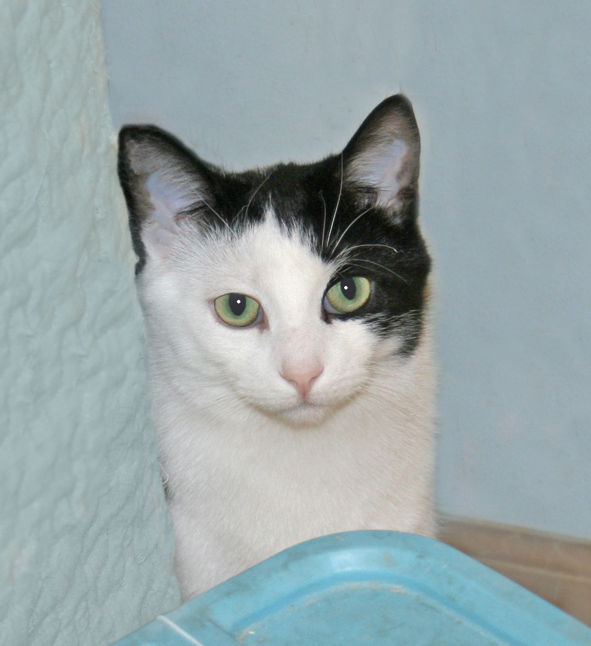 Jolly Roger, an adoptable Domestic Short Hair, Tuxedo in Victoria, MN, 55386 | Photo Image 1